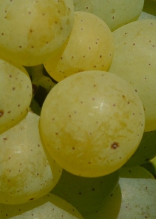Nobling ANT 0460b
